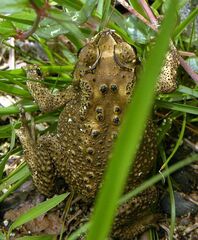 Duttaphrynus melanostictus