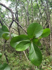 Sideroxylon celastrinum