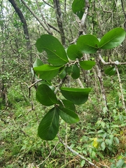 Sideroxylon celastrinum
