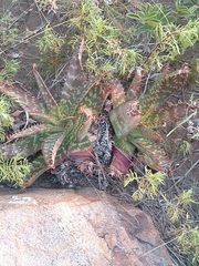 Aloe greatheadii davyana