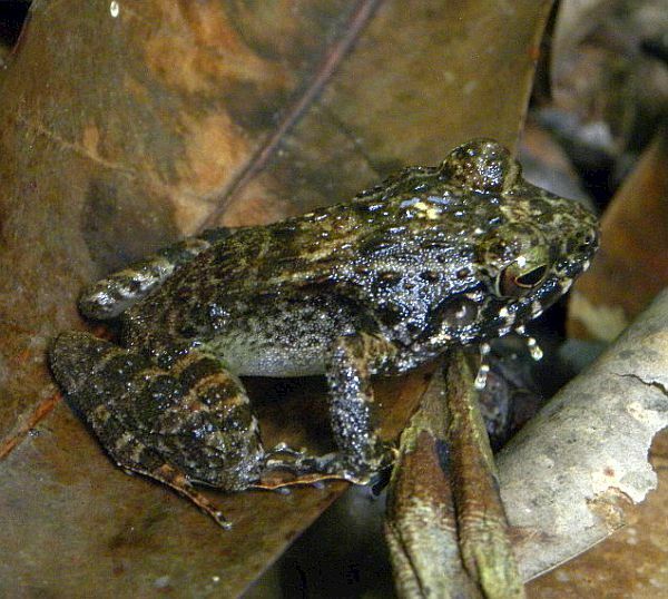 Batanta Wrinkled Ground Frog