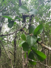 Sideroxylon celastrinum