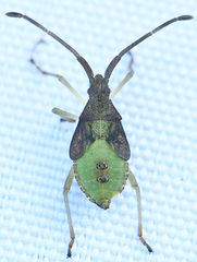 Gonocerus acuteangulatus
