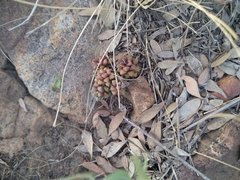 Anacampseros subnuda