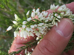 Erica multiflora