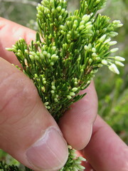 Erica multiflora