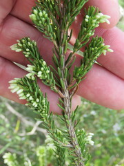 Erica multiflora
