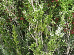 Erica multiflora