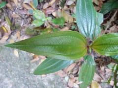 Melastoma