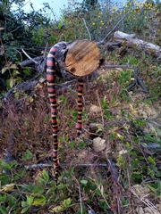 Lampropeltis abnorma