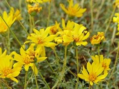 Grindelia anethifolia