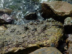 Grapsus tenuicrustatus
