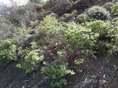 Pelargonium inquinans
