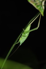 Copiphorini