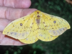 Tagoropsis flavinata