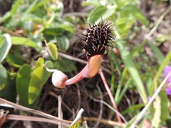 Aristolochia robertii