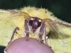 Tagoropsis flavinata