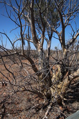 Sesamothamnus lugardii