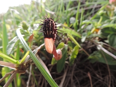 Aristolochia robertii