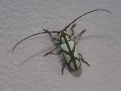 Prosopocera lactator