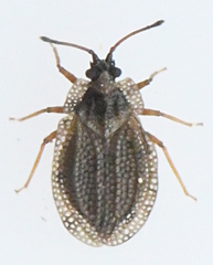 Acalypta carinata
