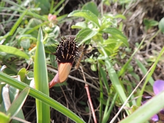 Aristolochia robertii