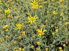 Grindelia anethifolia