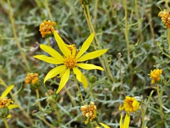 Grindelia anethifolia