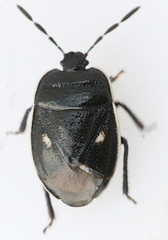 Adomerus biguttatus