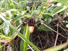 Aristolochia robertii