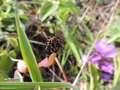 Aristolochia robertii