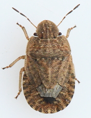 Sciocoris