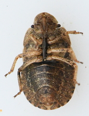 Sciocoris