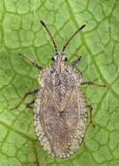 Tingis reticulata