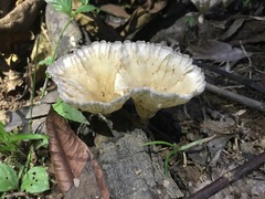 Cymatoderma