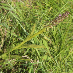Dactylorhiza majalis baltica