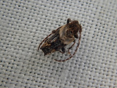 Pogonocherus hispidus