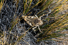 Bufonacris