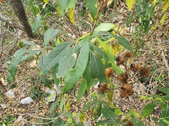 Vernonia greggii