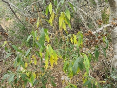 Vernonia greggii