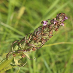 Dactylorhiza majalis baltica