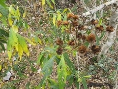 Vernonia greggii