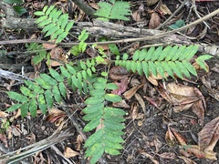 Zanthoxylum martinicense