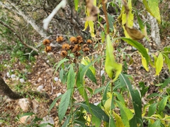 Vernonia greggii