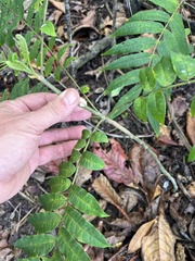 Zanthoxylum martinicense