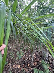 Roystonea borinquena