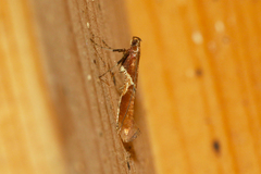 Caloptilia stigmatella