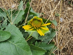 Tetragonotheca texana