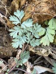 Corydalis flavula