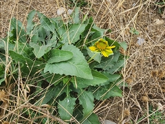 Tetragonotheca texana